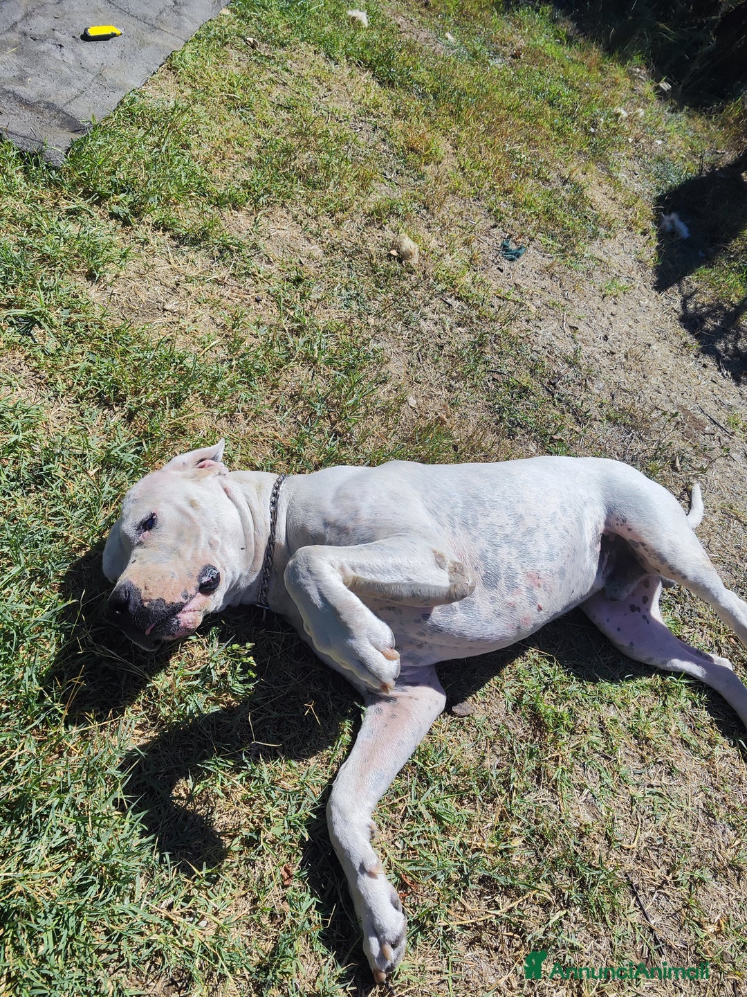 Dogo Argentino cani per accoppiamento: Maschio Dogo Argentino  - Annuncio 3