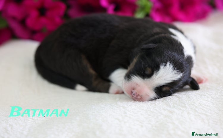 Australian Shepherd cani a Provincia di Rimini - Annuncio 2