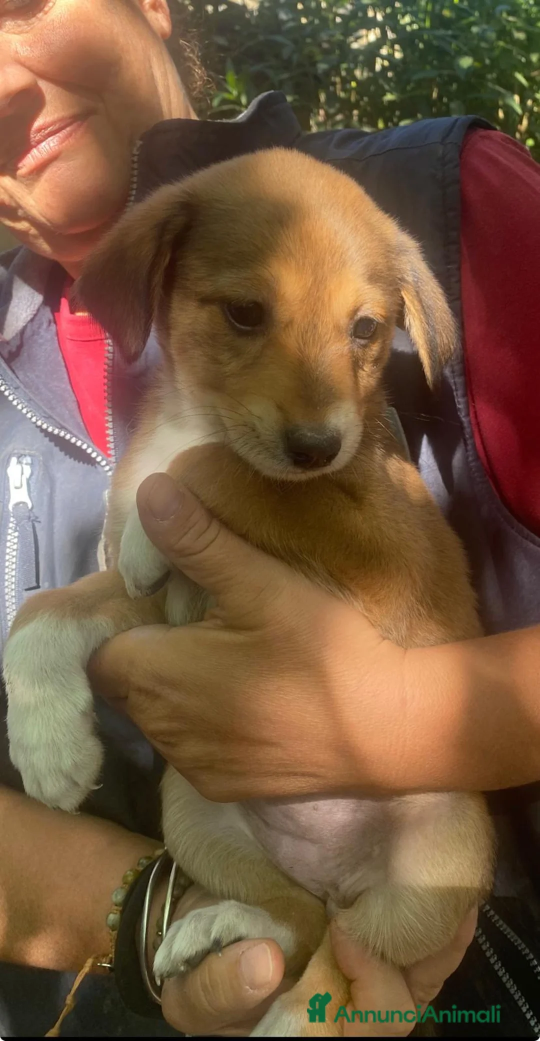 Meticcio cani in regalo: MIA 🩷 QUEL MUSETTO CERCA PROPRIO TE 😍 a Provincia di Prato - Annuncio 2