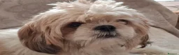 Shih Tzu cani in vendita: Vendita cucciolo - Annuncio 2