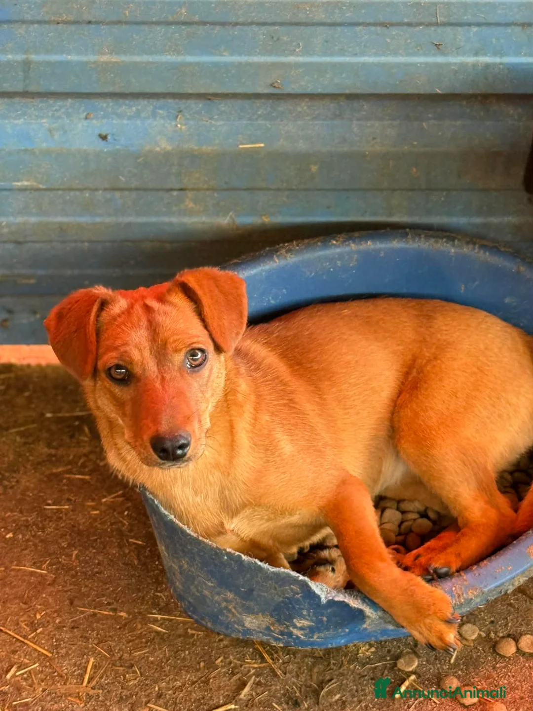 Meticcio cani in regalo: NIKITA, cucciola mix PINSCHER! Dolcissima - Annuncio 8