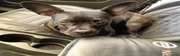 Bulldog Francese cani in regalo: MYA incrocio bouledogue francese chihuahua  - Annuncio 5