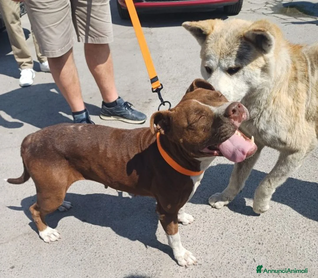 Pitbull cani in regalo: DALILA gentile e socievole con tutti! - Annuncio 2