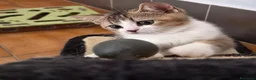 British gatti in vendita: British shorthair  - Annuncio 3