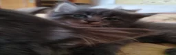 Maine Coon gatti in vendita: Maine coon  - Annuncio 2
