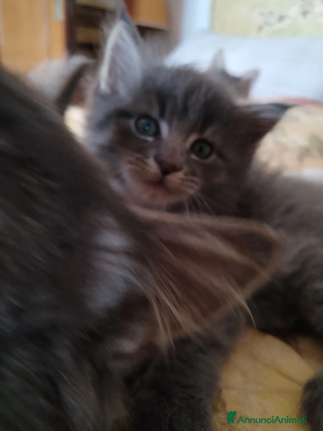 Maine Coon gatti in vendita: Maine coon  - Annuncio 2