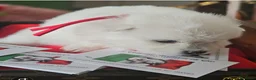Volpino Italiano cani in vendita: Cuccioli di Volpino Italiano - Annuncio 8