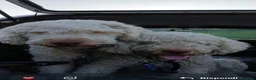 Lagotto cani in vendita: Lagotti romagnoli puri bianco arancio a Provincia di Modena - Annuncio 3
