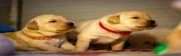 Labrador cani in vendita: Cuccioli di Labrador retriever disponibili a Provincia di Perugia - Annuncio 3