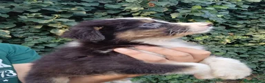 Australian Shepherd 1