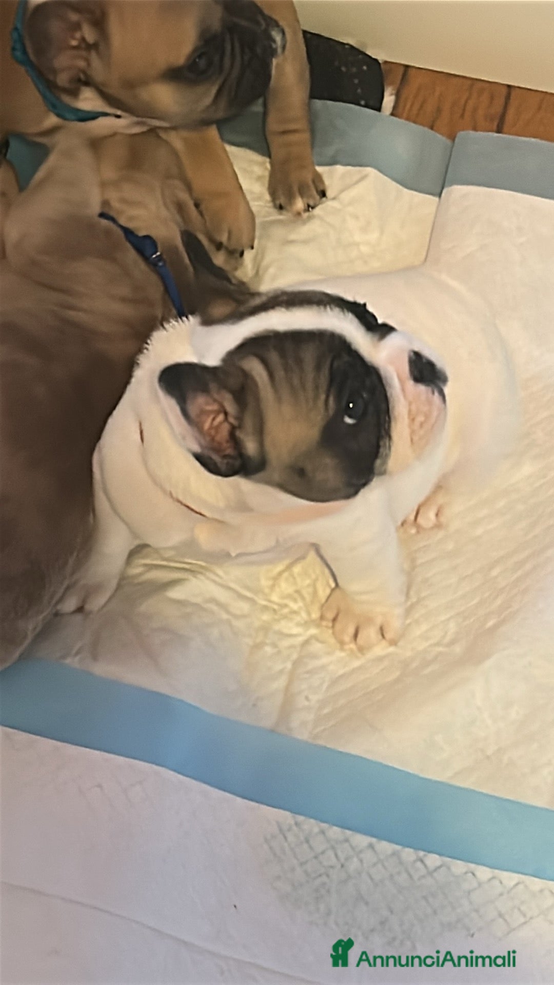 Bulldog Francese cani in vendita: Bulldog francese  - Annuncio 9