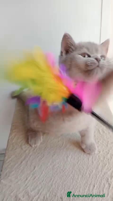 British gatti Cucciole British shorthair  - Annuncio 1