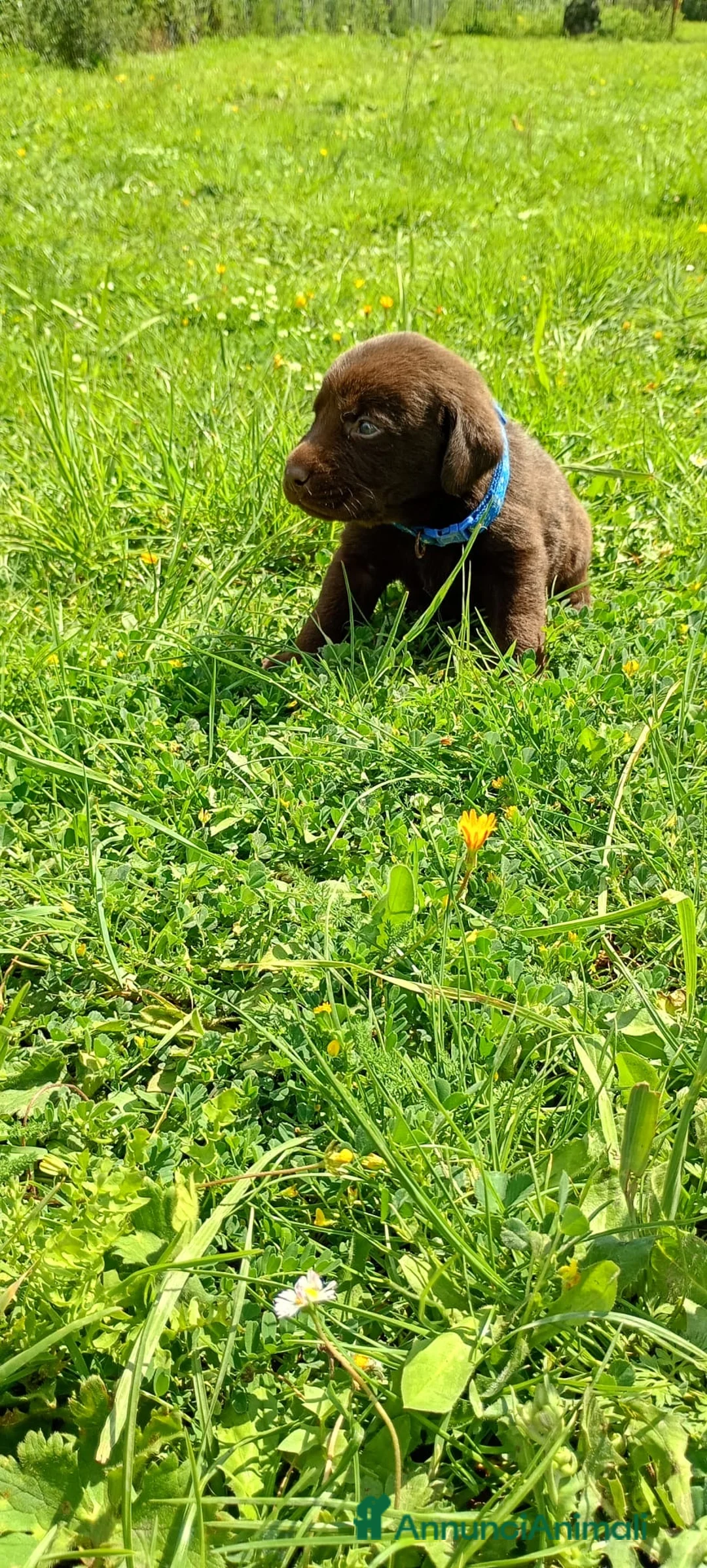 Labrador cani in vendita: Cuccioli labrador - Annuncio 2