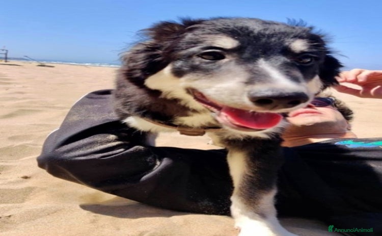 Meticcio cani - Annuncio 15