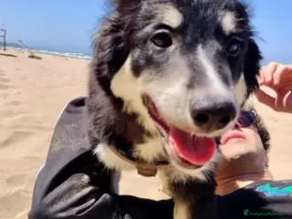 Meticcio cani Kaos 7/8mesi tg medio grande SOS PUGLIA - Annuncio 26