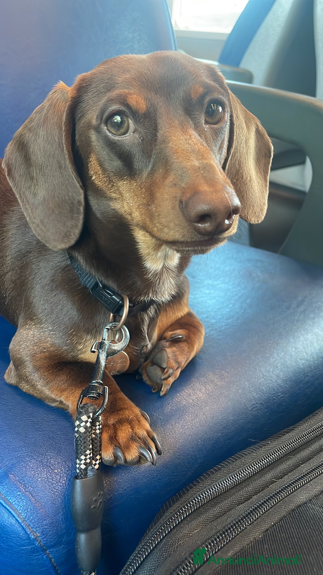 Bassotto cani per accoppiamento: bassotto nano per monta a Provincia di Perugia - Immagine 5