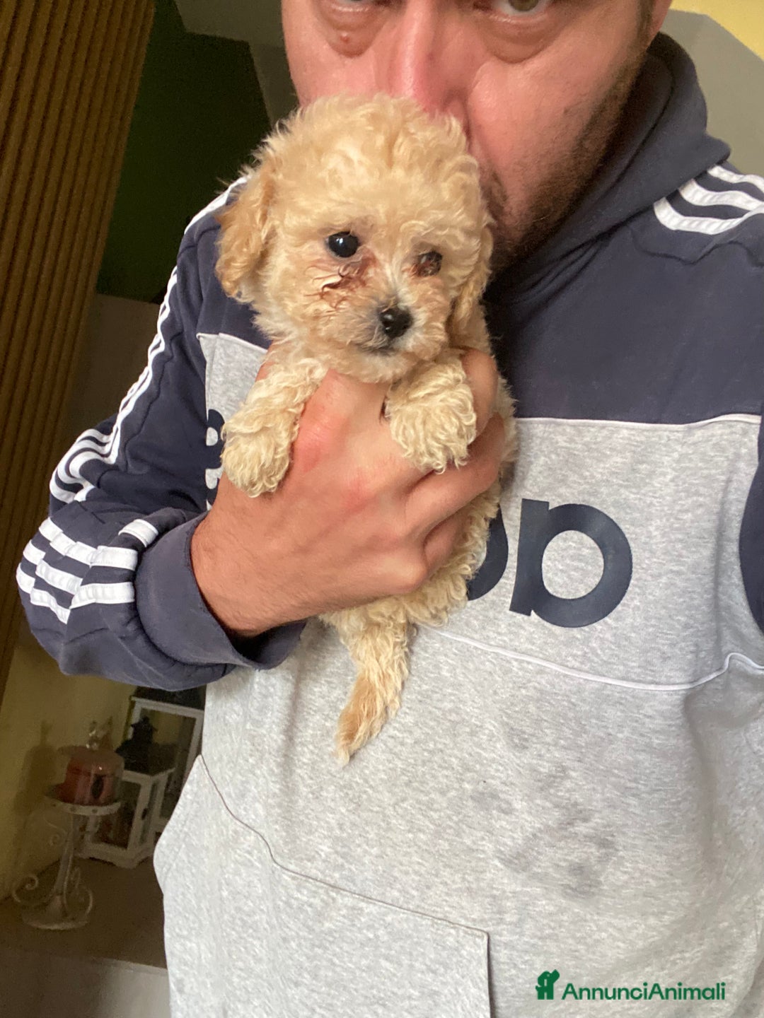 Maltese cani in vendita: Maltipoo a Provincia di Latina - Immagine 20