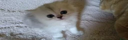 Persiano gatti in vendita: Persiano chinchilla silver doll face  - Annuncio 5