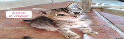 Altre razze gatti in regalo: Gattini destinati alla colonia! a Provincia di Ferrara - Annuncio 3