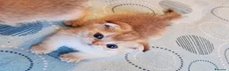 Scottish gatti in vendita: Scottish Fold campania con pedigree  - Annuncio 3