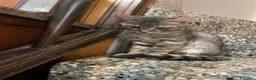 Meticcio gatti in vendita: Gattino grigio  - Annuncio 7