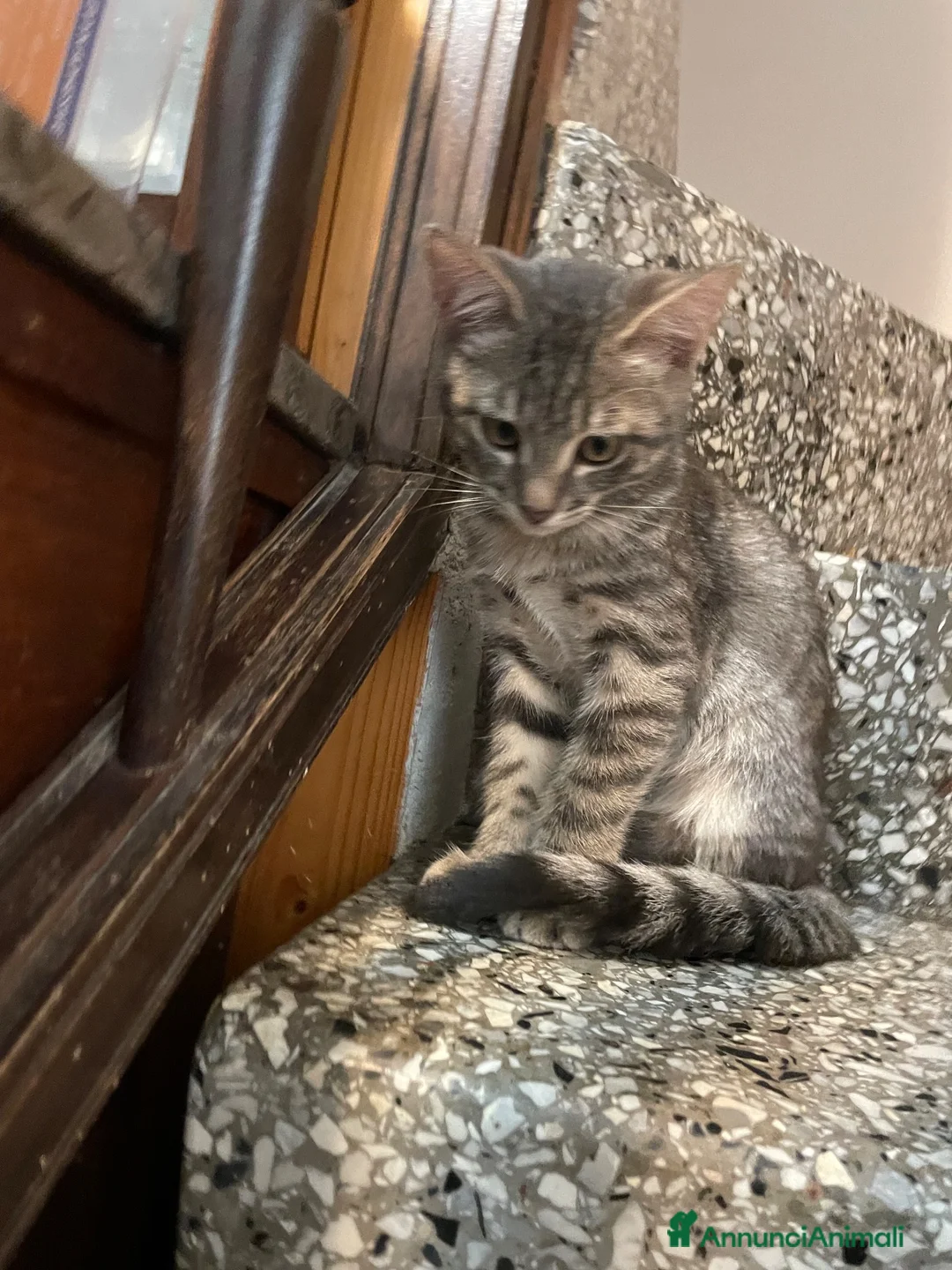 Meticcio gatti in vendita: Gattino grigio  - Annuncio 7