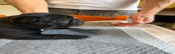 Bulldog Francese cani in vendita: bulldog francese bulldog animali  - Annuncio 6