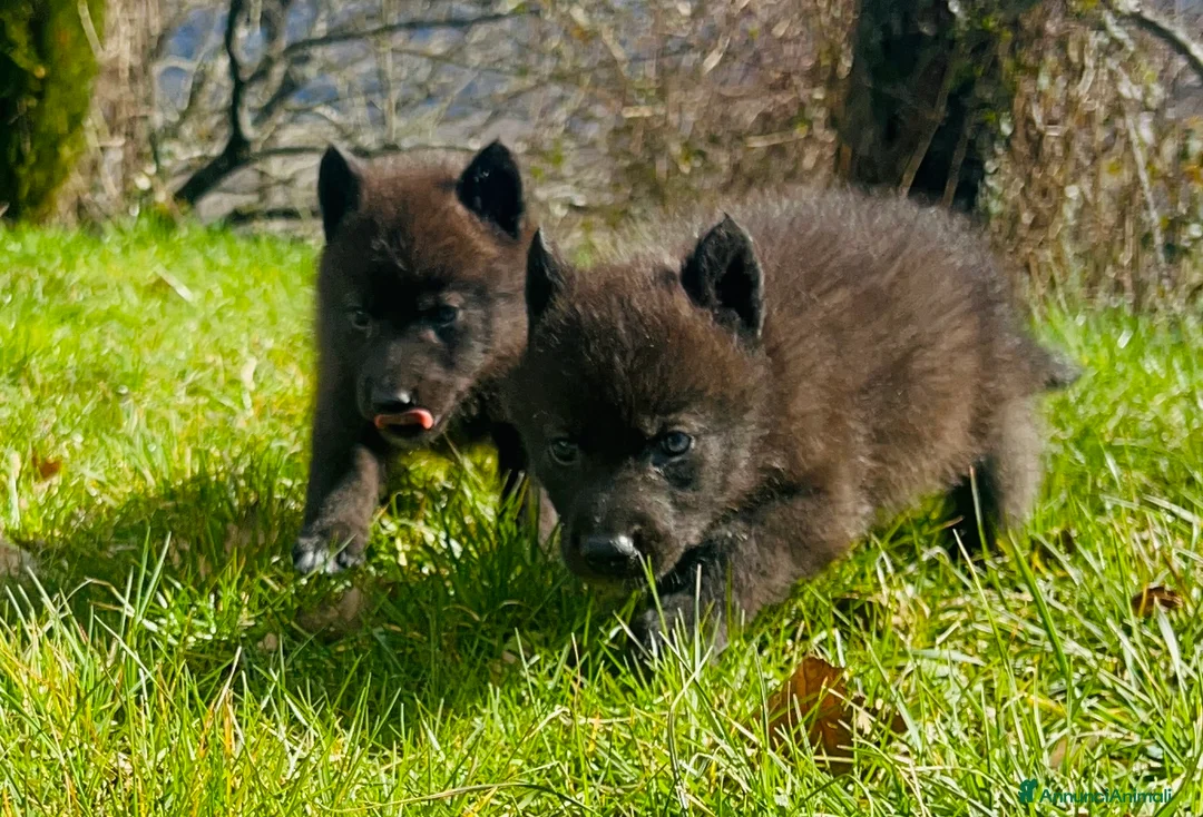 Meticcio cani in vendita: Cuccioli di cane lupo  - Annuncio 3
