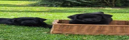 Labrador cani in vendita: CUCCIOLI LABRADOR  a Provincia di Forlì-Cesena - Annuncio 3