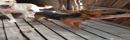 Meticcio cani in regalo: Lola, taglia piccola! (10kg-1 anno)  - Annuncio 4