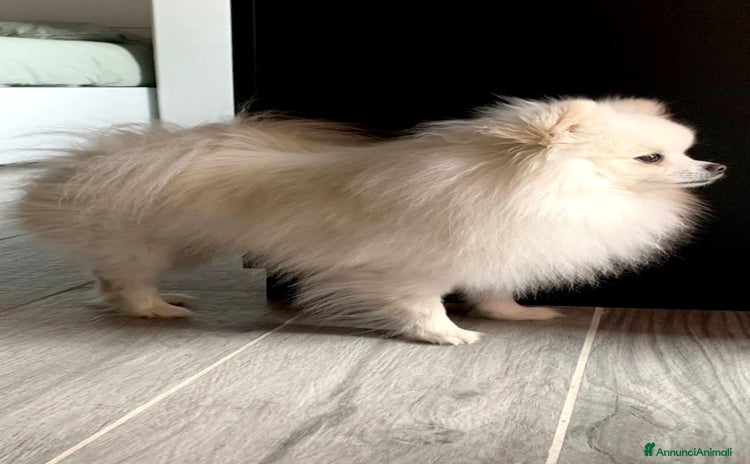 Volpino Pomerania cani a Provincia di Varese - Annuncio 2