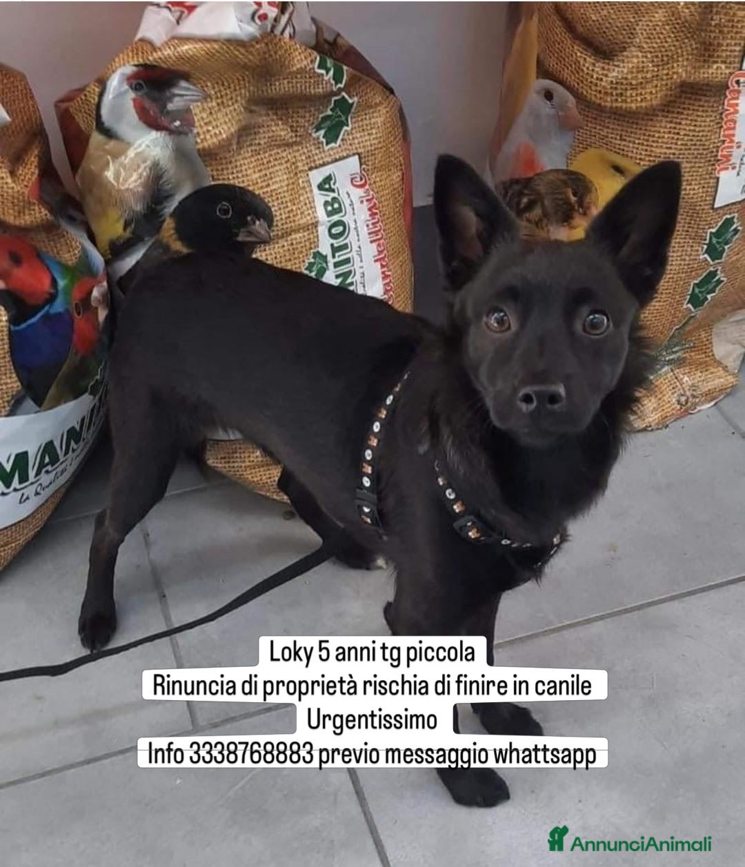 Meticcio cani Loky taglia piccola 5 anni cerca casa urgente  - Annuncio 1