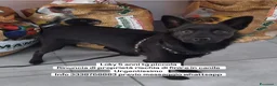 Meticcio cani in regalo: Loky taglia piccola 5 anni cerca casa urgente  - Annuncio 1