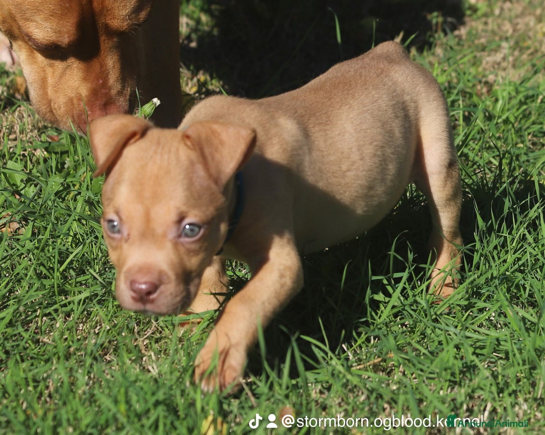 Pitbull cani in vendita: Cuccioli Pit Bull con Pedigree anche a rate - Annuncio 29