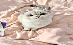 British gatti per accoppiamento: accoppiamento gatto British maschio  a Provincia di Modena - Annuncio 2