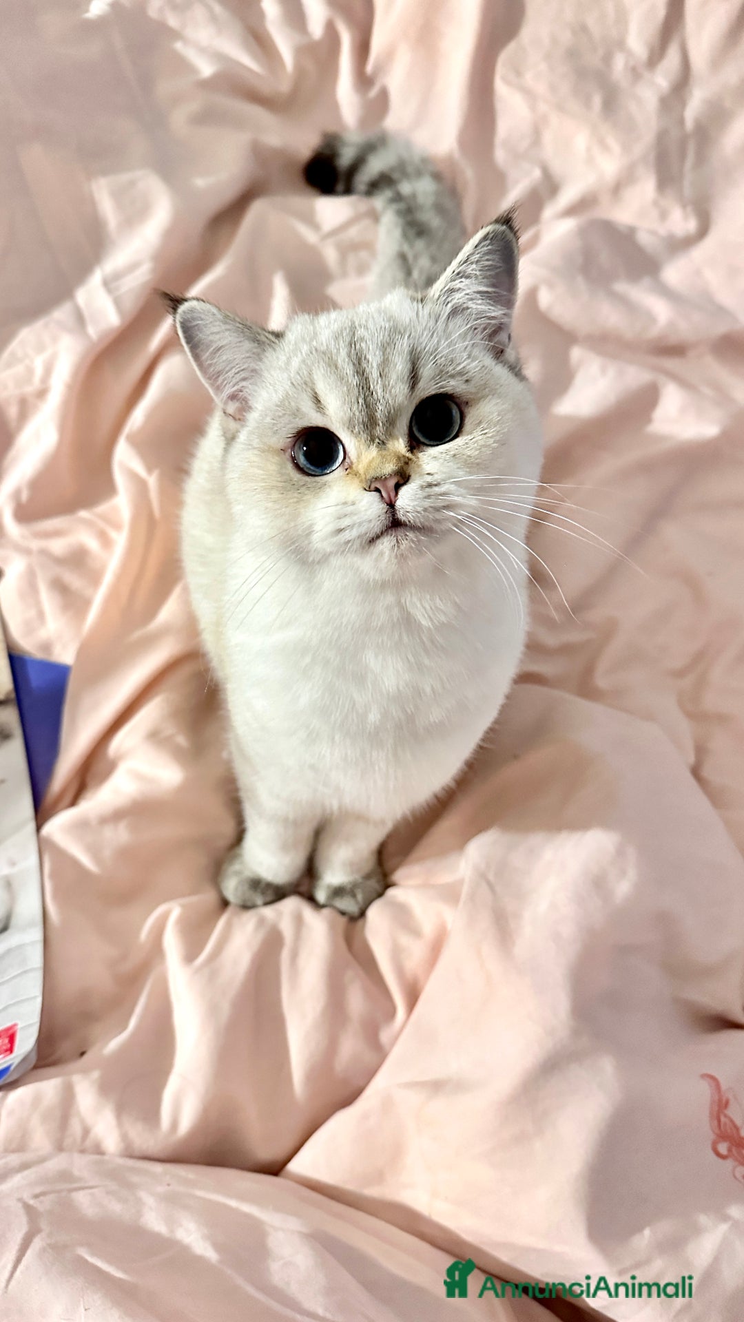 British gatti per accoppiamento: accoppiamento gatto British maschio  a Provincia di Modena - Annuncio 2