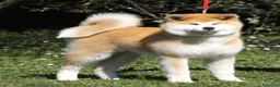 Akita Inu cani in regalo: Akita in affido  - Annuncio 2