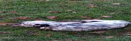 Setter Inglese cani in regalo: CHEROKEE - Annuncio 2