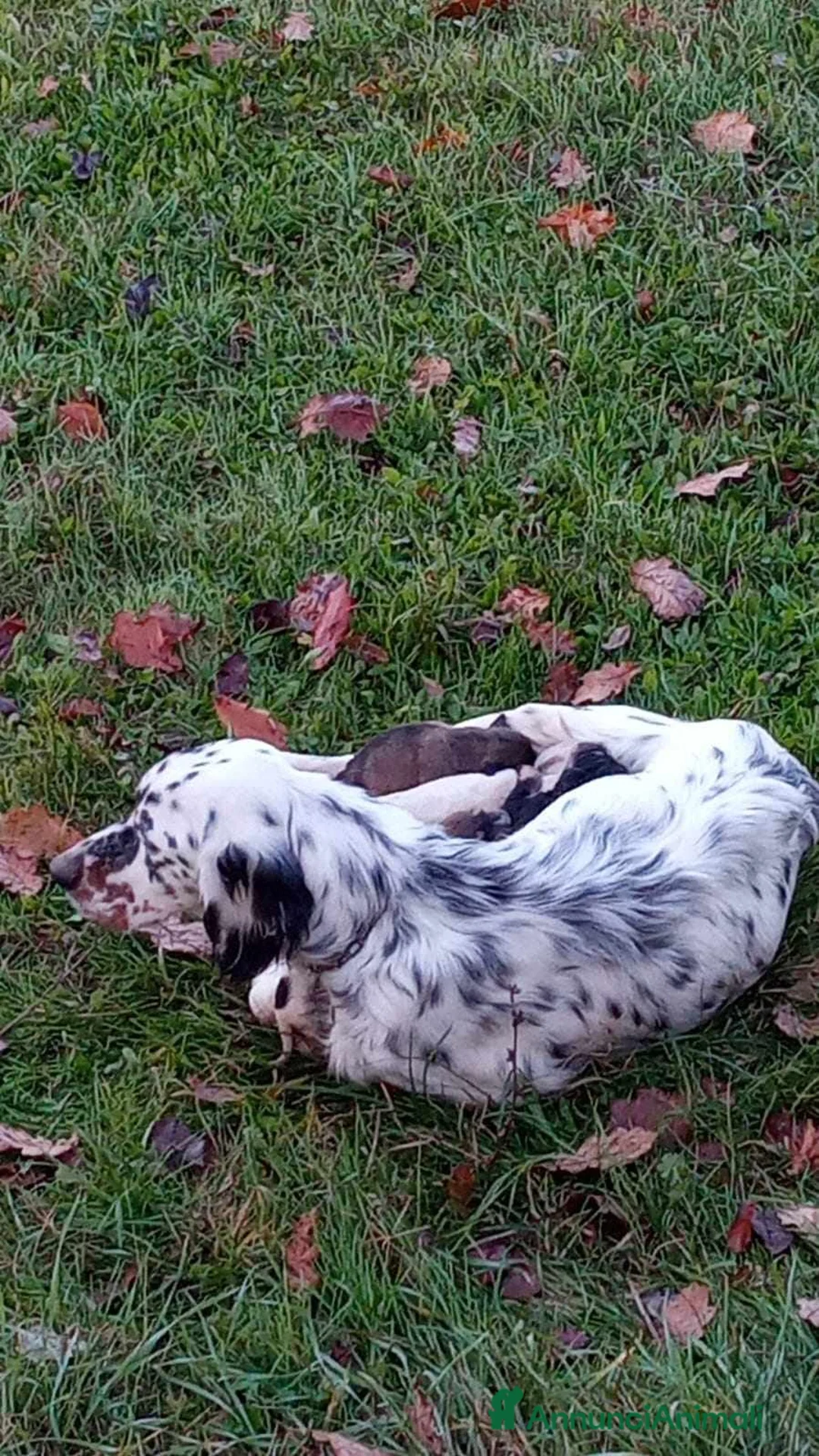 Setter Inglese cani in regalo: CHEROKEE - Annuncio 2