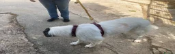 Meticcio cani in regalo: Sissi cagnolona stupenda - Annuncio 3