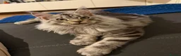 Maine Coon gatti in vendita: Cuccioli di Maine coon XXL shaded line  a Città Metropolitana di Bologna - Annuncio 2