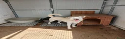 Meticcio cani in regalo: ERIS 🩷 aspetta solo di essere scelta 🥺 a Provincia della Spezia - Annuncio 6