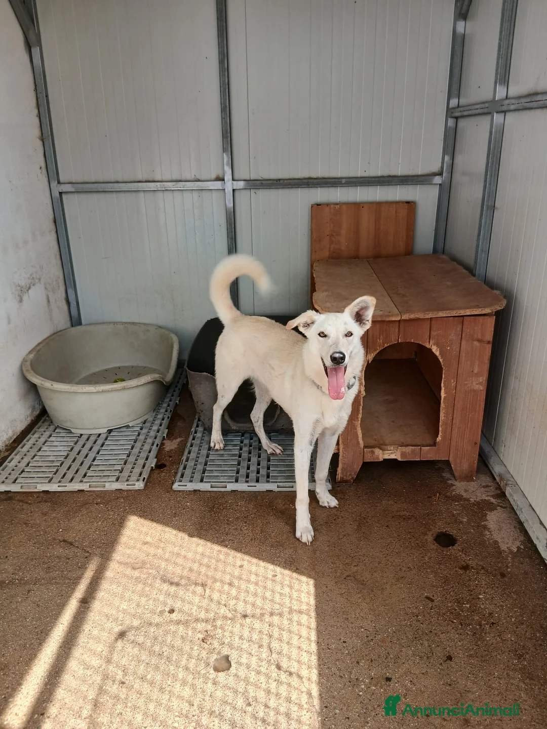 Meticcio cani in regalo: ERIS 🩷 aspetta solo di essere scelta 🥺 a Provincia della Spezia - Annuncio 6