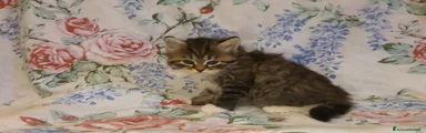 Siberiano Gattino 3