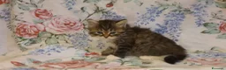Siberiano gatti in vendita: cuccioli gattini siberiani ipoallergenici - Annuncio 6