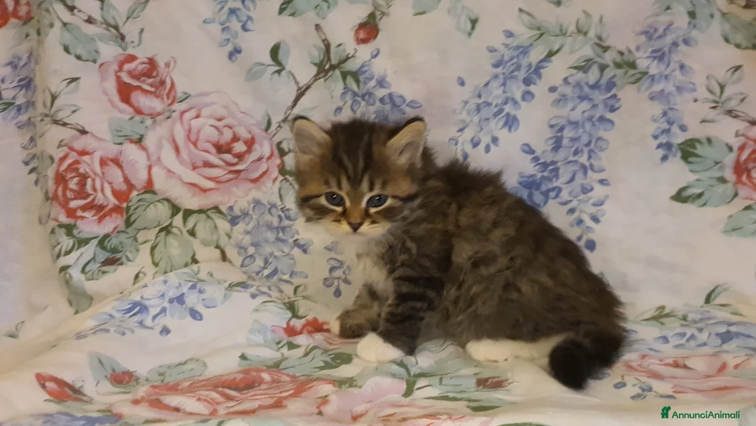 Siberiano gatti in vendita: cuccioli gattini siberiani ipoallergenici - Annuncio 6
