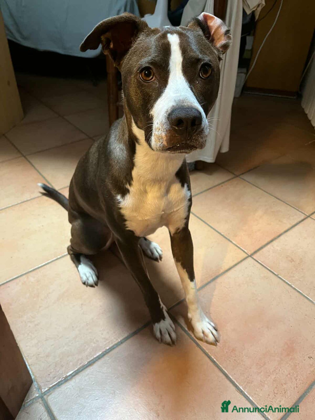 Pitbull cani in regalo: OLIVIA, dolcissima mix PIT cerca casa! - Annuncio 8