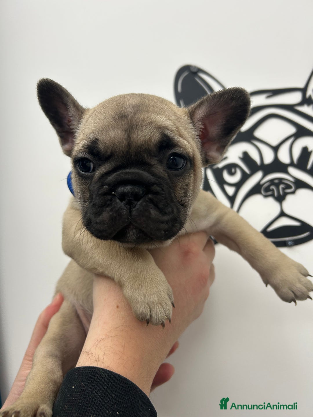 Bulldog Francese cani in vendita: Cuccioli di bulldog francese ❤️ - Annuncio 16