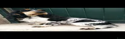 Cocker cani in vendita: Cuccioli cocker  - Annuncio 4