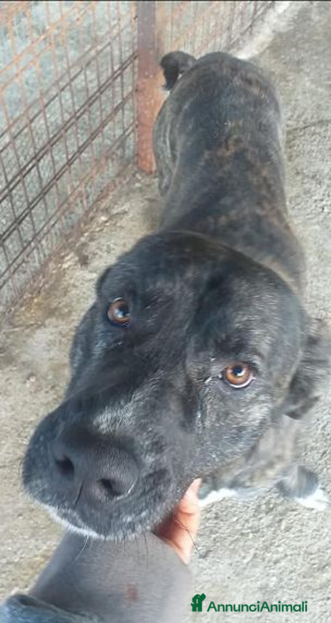 Meticcio cani in regalo: FOSCO buono con tutti tg grande - Annuncio 2